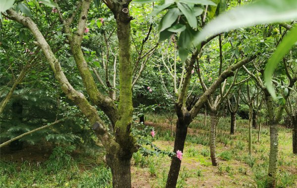 贵阳杨梅苗培育基地