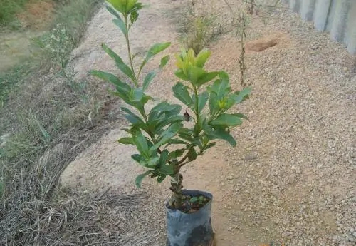 贵阳杨梅苗